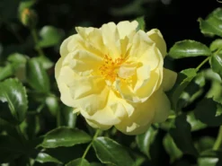 Bodendeckerrose 'Sunny Rose' ® 9 Bodendeckerrose 'Sunny Rose' ® -Deutschland Garten Funk Verkaufs-Shop bodendeckerrose sunny rose m002740 w 1