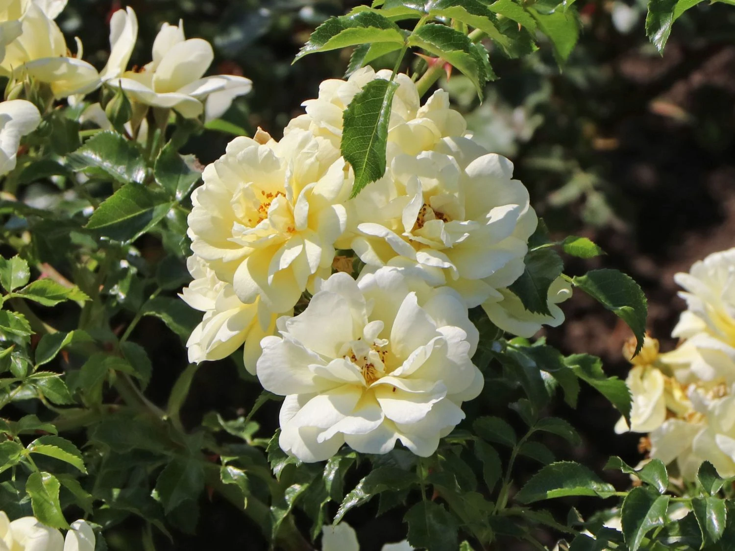 Bodendeckerrose 'Sunny Rose' ® 2 Bodendeckerrose 'Sunny Rose' ® – Bild 2