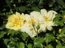 Bodendeckerrose 'Sunny Rose' ® 11 Bodendeckerrose 'Sunny Rose' ® -Deutschland Garten Funk Verkaufs-Shop bodendeckerrose sunny rose m002740 w 3