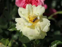 Bodendeckerrose 'Sunny Rose' ® 10 Bodendeckerrose 'Sunny Rose' ® -Deutschland Garten Funk Verkaufs-Shop bodendeckerrose sunny rose m002740 w 4