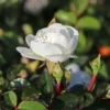 Bodendeckerrose 'Swany' ®