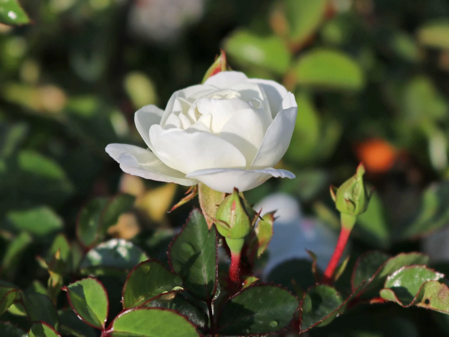 Bodendeckerrose 'Swany' ® 1 Bodendeckerrose 'Swany' ®