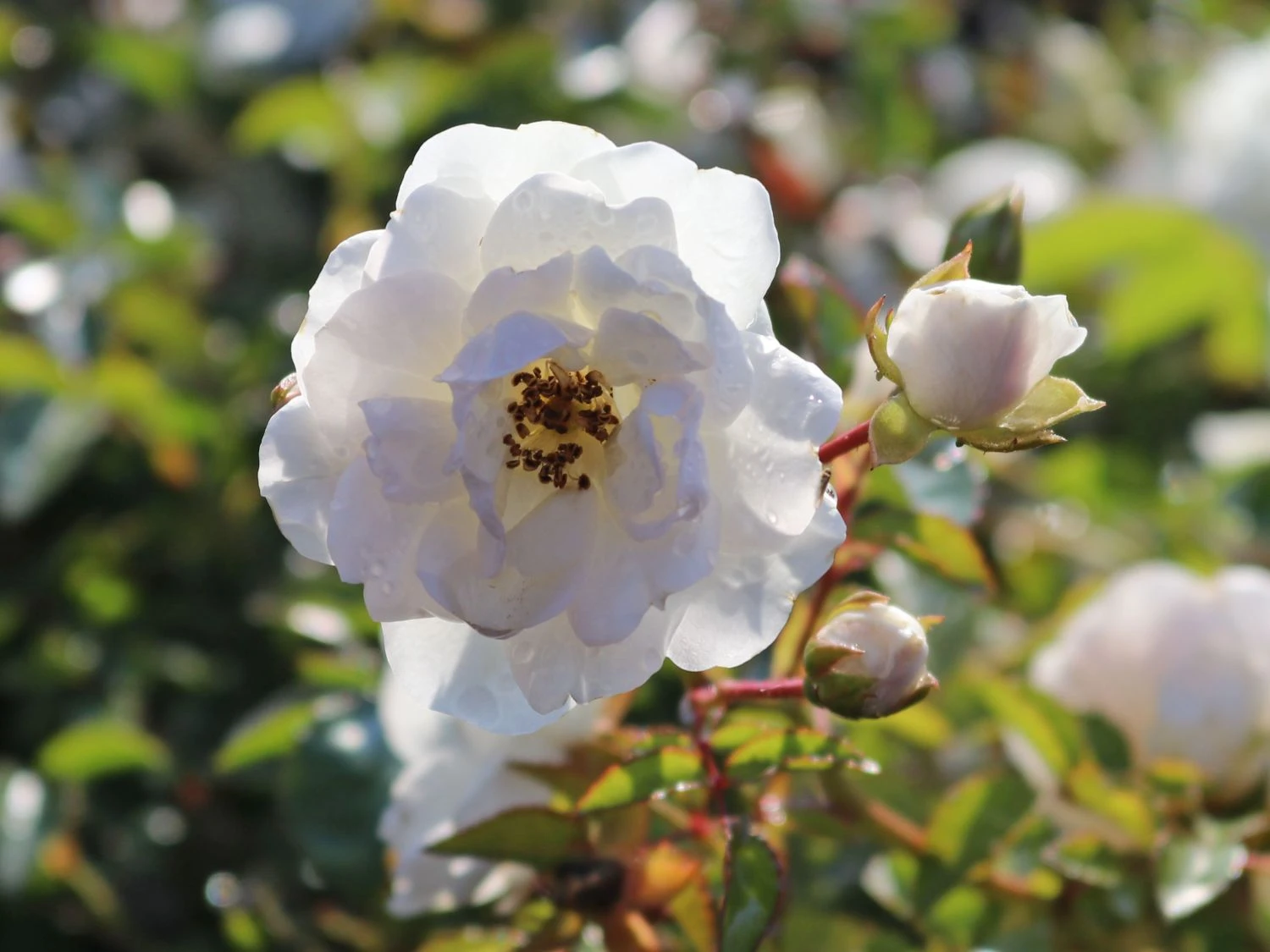 Bodendeckerrose 'Swany' ® 2 Bodendeckerrose 'Swany' ® – Bild 2