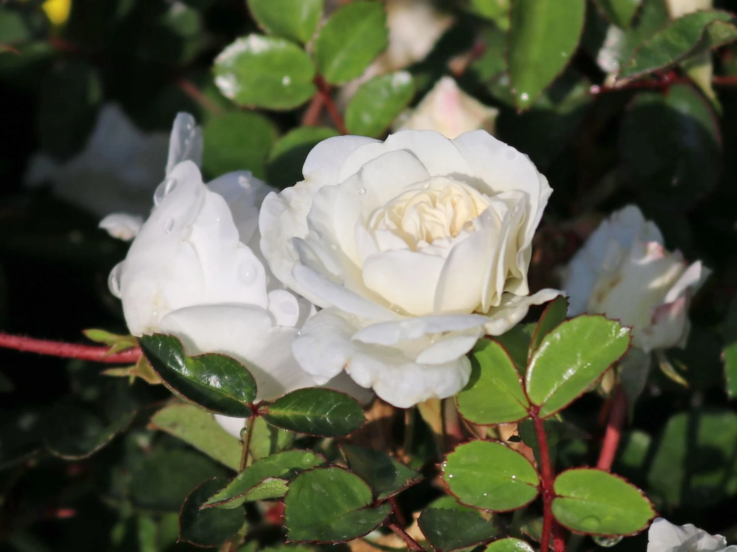 Bodendeckerrose 'Swany' ® 5 Bodendeckerrose 'Swany' ® – Bild 5