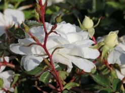 Bodendeckerrose 'Swany' ® 10 Bodendeckerrose 'Swany' ® -Deutschland Garten Funk Verkaufs-Shop bodendeckerrose swany m002742 w 2