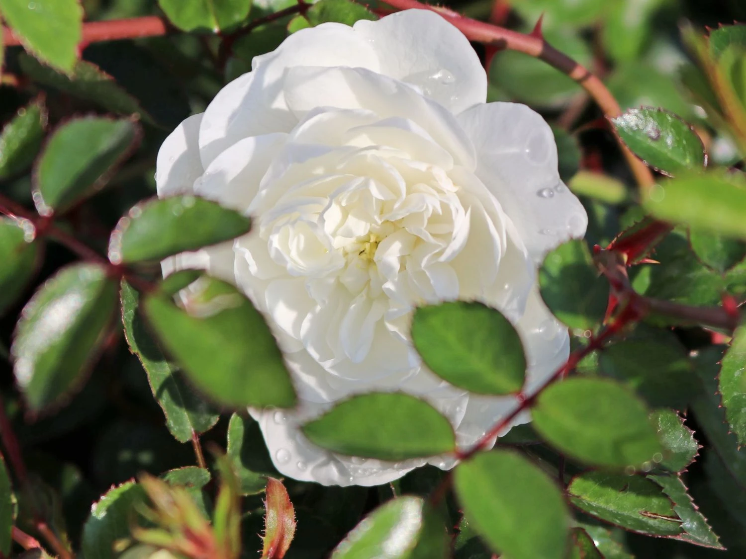 Bodendeckerrose 'Swany' ® 7 Bodendeckerrose 'Swany' ® – Bild 7