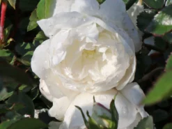 Bodendeckerrose 'Swany' ® 12 Bodendeckerrose 'Swany' ® -Deutschland Garten Funk Verkaufs-Shop bodendeckerrose swany m002742 w 4