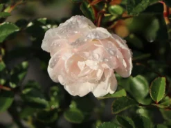 Bodendeckerrose 'Swany' ® 9 Bodendeckerrose 'Swany' ® -Deutschland Garten Funk Verkaufs-Shop bodendeckerrose swany m002742 w 5