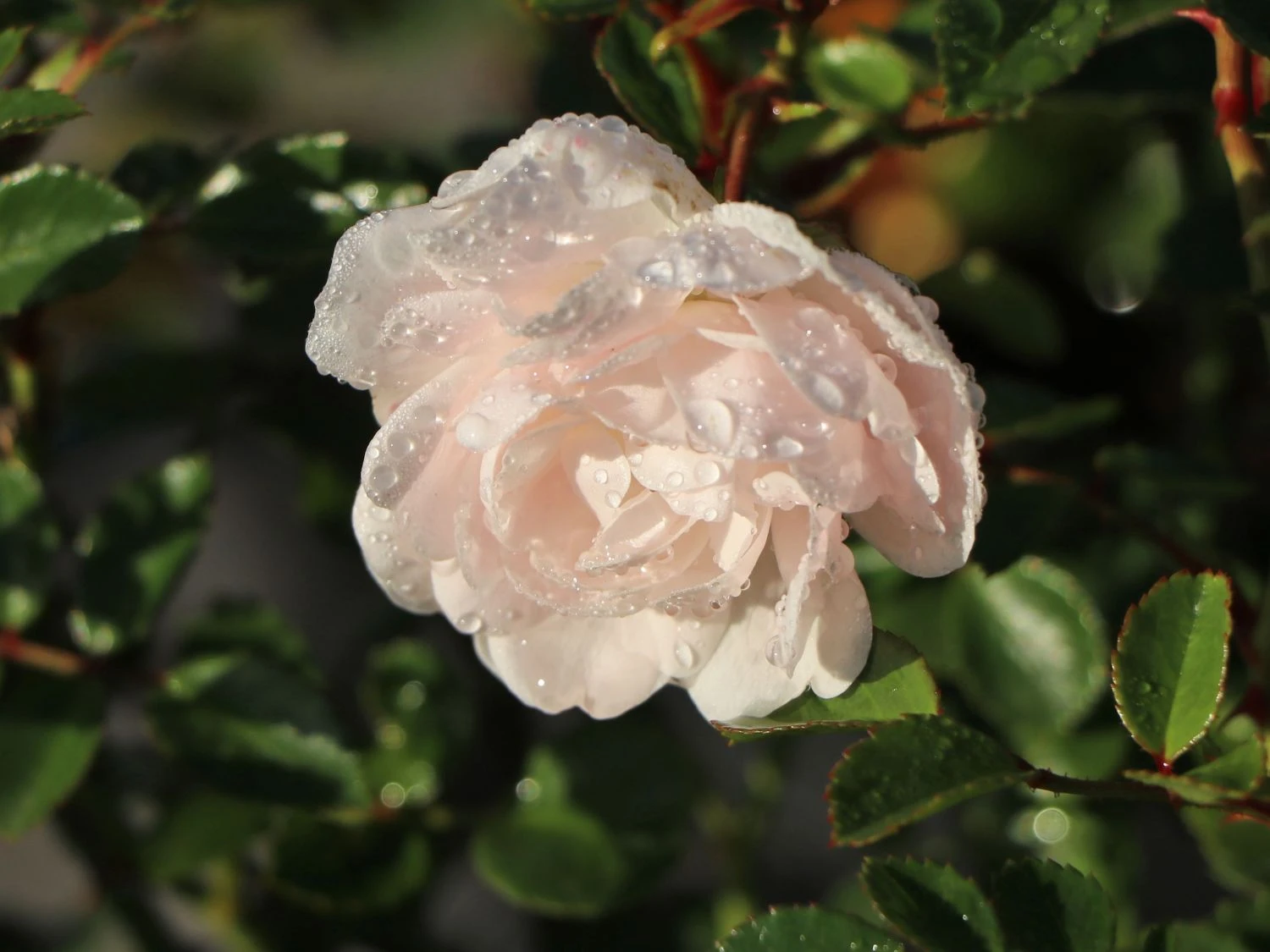 Bodendeckerrose 'Swany' ® 3 Bodendeckerrose 'Swany' ® – Bild 3