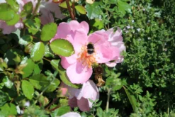 Bodendeckerrose 'Sweet Haze' ® -Deutschland Garten Funk Verkaufs-Shop bodendeckerrose sweet haze m005586 506742 0