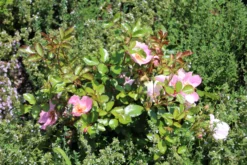 Bodendeckerrose 'Sweet Haze' ® -Deutschland Garten Funk Verkaufs-Shop bodendeckerrose sweet haze m005586 506742 1