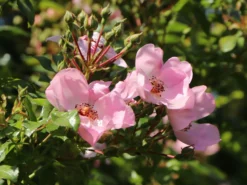 Bodendeckerrose 'Sweet Haze' ® -Deutschland Garten Funk Verkaufs-Shop bodendeckerrose sweet haze m005586 w 0