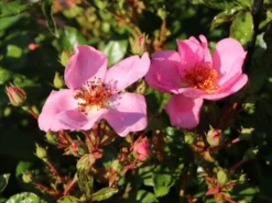 Bodendeckerrose 'Sweet Haze' ® -Deutschland Garten Funk Verkaufs-Shop bodendeckerrose sweet haze m005586 w 1