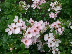 Bodendeckerrose 'Sweet Haze' ® -Deutschland Garten Funk Verkaufs-Shop bodendeckerrose sweet haze m005586 w 2