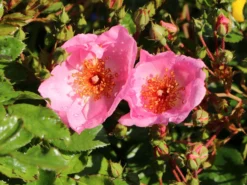 Bodendeckerrose 'Sweet Haze' ® -Deutschland Garten Funk Verkaufs-Shop bodendeckerrose sweet haze m005586 w 4