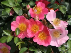 Bodendeckerrose 'Topolina' ® -Deutschland Garten Funk Verkaufs-Shop bodendeckerrose topolina m056565 w 2