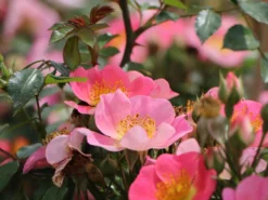 Bodendeckerrose 'Topolina' ® -Deutschland Garten Funk Verkaufs-Shop bodendeckerrose topolina m056565 w 3