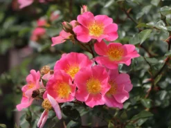 Bodendeckerrose 'Topolina' ® -Deutschland Garten Funk Verkaufs-Shop bodendeckerrose topolina m056565 w 4