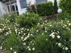 Bodendecker-Rose 'White Meidiland ®' 13 Bodendecker-Rose 'White Meidiland ®' -Deutschland Garten Funk Verkaufs-Shop bodendeckerrose white meidiland m002760 510715 0