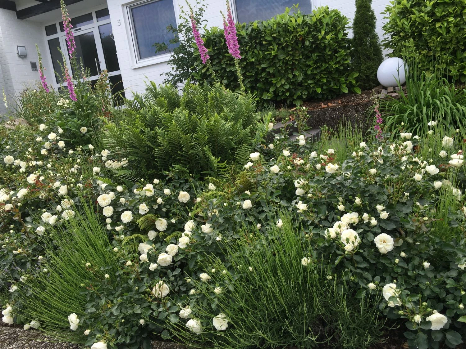 Bodendecker-Rose 'White Meidiland ®' 7 Bodendecker-Rose 'White Meidiland ®' – Bild 7