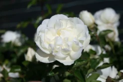 Bodendecker-Rose 'White Meidiland ®'