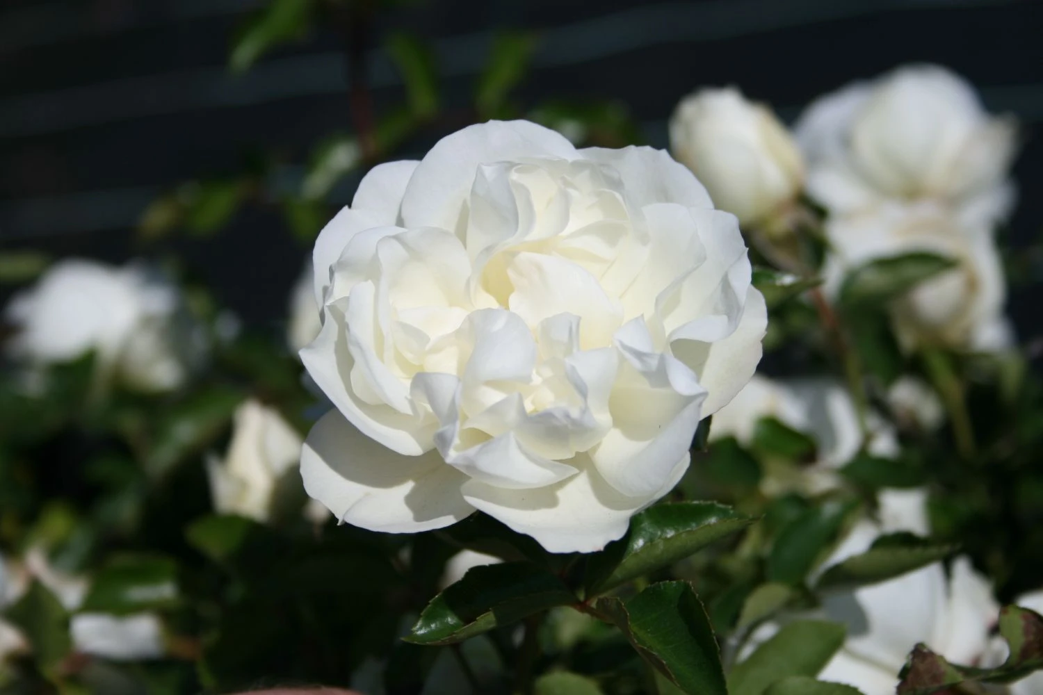 Bodendecker-Rose 'White Meidiland ®' 1 Bodendecker-Rose 'White Meidiland ®'