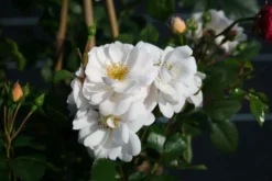 Bodendecker-Rose 'White Meidiland ®' 12 Bodendecker-Rose 'White Meidiland ®' -Deutschland Garten Funk Verkaufs-Shop bodendeckerrose white meidiland m002760 w 0