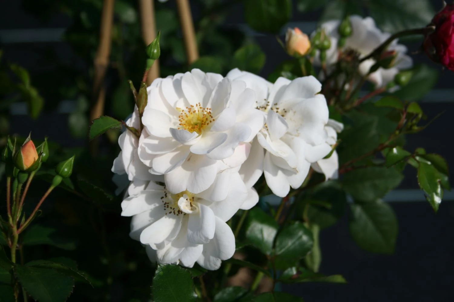 Bodendecker-Rose 'White Meidiland ®' 6 Bodendecker-Rose 'White Meidiland ®' – Bild 6