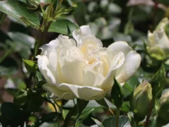 Bodendecker-Rose 'White Meidiland ®' 11 Bodendecker-Rose 'White Meidiland ®' -Deutschland Garten Funk Verkaufs-Shop bodendeckerrose white meidiland m002760 w 1