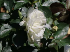 Bodendecker-Rose 'White Meidiland ®' 9 Bodendecker-Rose 'White Meidiland ®' -Deutschland Garten Funk Verkaufs-Shop bodendeckerrose white meidiland m002760 w 2