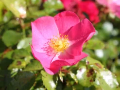 Bodendecker-Rose / Beetrose 'Fortuna' ® -Deutschland Garten Funk Verkaufs-Shop bodendeckerrosebeetrose fortuna m002966 w 1