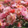 Bodendecker-Rose 'Jazz' ®