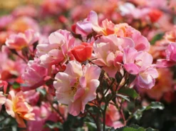 Bodendecker-Rose 'Jazz' ®