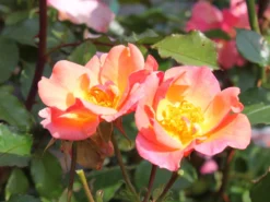 Bodendecker-Rose 'Jazz' ® -Deutschland Garten Funk Verkaufs-Shop bodendeckerrosebeetrose jazz m054323 w 0