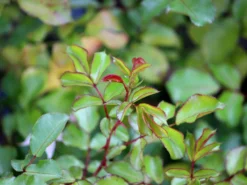 Bodendecker-Rose 'Jazz' ® -Deutschland Garten Funk Verkaufs-Shop bodendeckerrosebeetrose jazz m054323 w 3