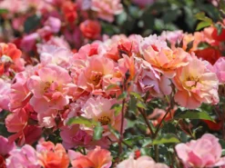 Bodendecker-Rose 'Jazz' ® -Deutschland Garten Funk Verkaufs-Shop bodendeckerrosebeetrose jazz m054323 w 4