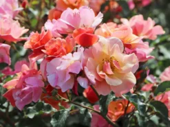 Bodendecker-Rose 'Jazz' ® -Deutschland Garten Funk Verkaufs-Shop bodendeckerrosebeetrose jazz m054323 w 5