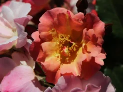 Bodendecker-Rose 'Jazz' ® -Deutschland Garten Funk Verkaufs-Shop bodendeckerrosebeetrose jazz m054323 w 6