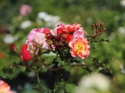 Bodendecker-Rose 'Jazz' ® -Deutschland Garten Funk Verkaufs-Shop bodendeckerrosebeetrose jazz m054323 w 7