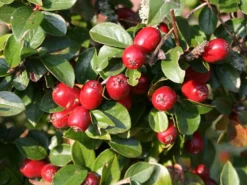 Breite Strauchmispel -Deutschland Garten Funk Verkaufs-Shop breite strauchmispel m001874 w 0