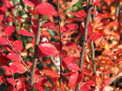 Breite Strauchmispel -Deutschland Garten Funk Verkaufs-Shop breite strauchmispel m001874 w 1