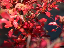 Breite Strauchmispel -Deutschland Garten Funk Verkaufs-Shop breite strauchmispel m001874 w 2