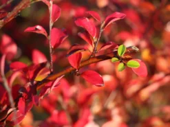 Breite Strauchmispel -Deutschland Garten Funk Verkaufs-Shop breite strauchmispel m001874 w 3