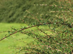 Breite Strauchmispel -Deutschland Garten Funk Verkaufs-Shop breite strauchmispel m001874 w 4