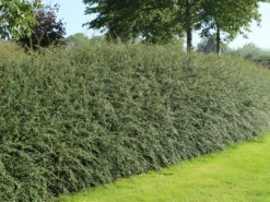 Breite Strauchmispel -Deutschland Garten Funk Verkaufs-Shop breite strauchmispel m001874 w 5