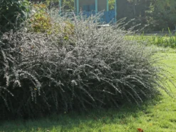 Breite Strauchmispel -Deutschland Garten Funk Verkaufs-Shop breite strauchmispel m001874 w 6