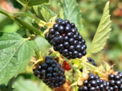 Brombeere 'Loch Ness' -Deutschland Garten Funk Verkaufs-Shop brombeere loch ness s m002286 w 0