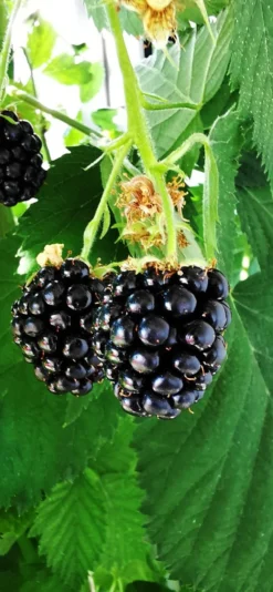 Brombeere 'Navaho' ® -Deutschland Garten Funk Verkaufs-Shop brombeere navaho m008229 1156125 0