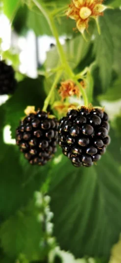 Brombeere 'Navaho' ® -Deutschland Garten Funk Verkaufs-Shop brombeere navaho m008229 1156125 2