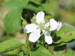 Brombeere 'Navaho' ® -Deutschland Garten Funk Verkaufs-Shop brombeere navaho m008229 w 0